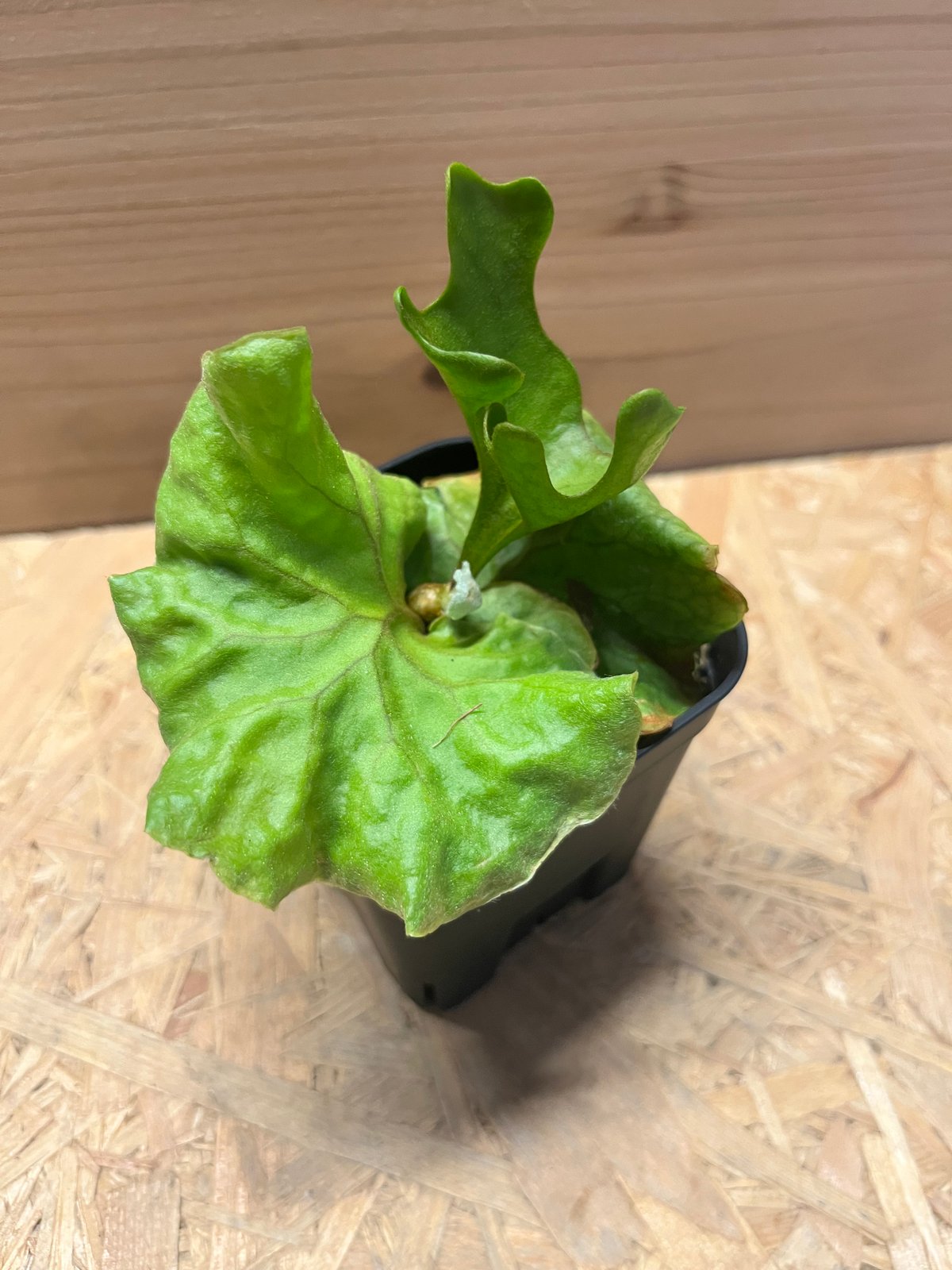 ビカクシダ リドレイ ドワーフ&コンパクト | GREEN LUCK