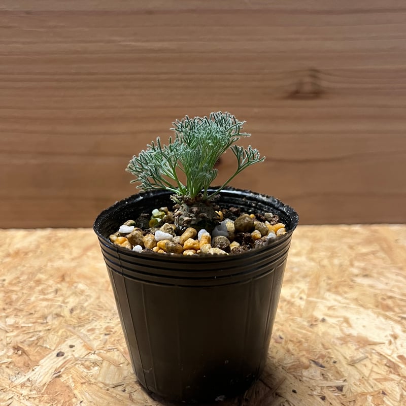 モンソニア ペニクリナム | GREEN LUCK