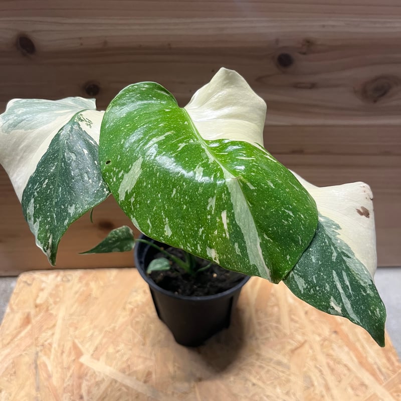 モンステラ イエローモンスター タイコンステレーション 極斑 | GREEN LUCK