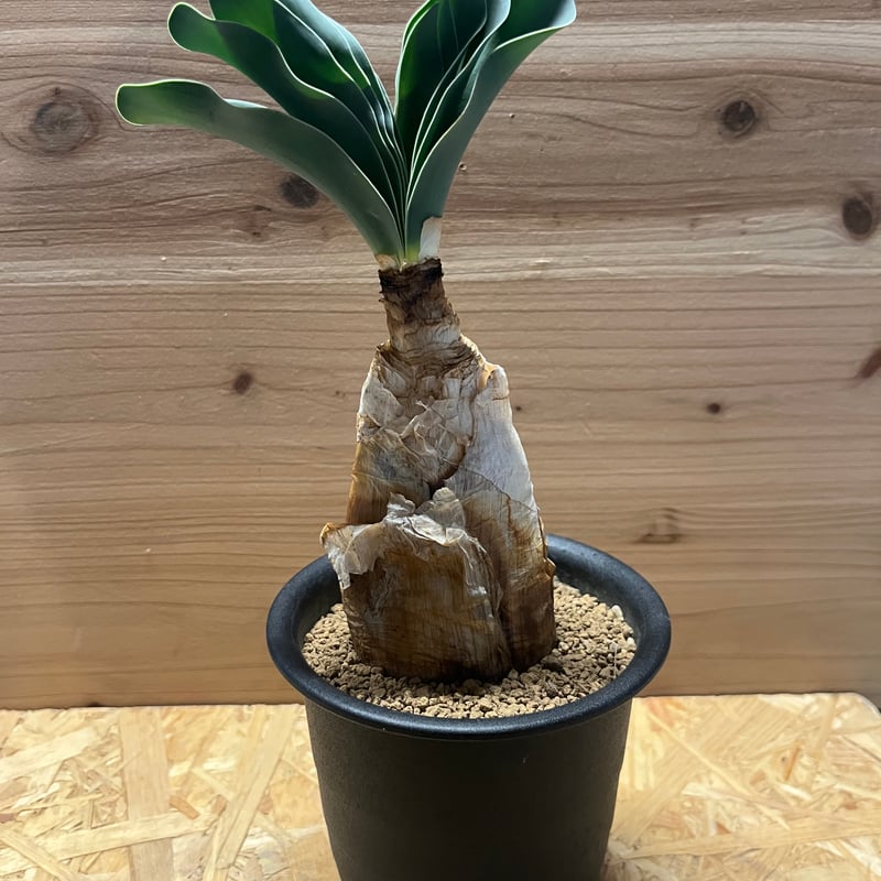 ブーファン ハエマンソイデス | GREEN LUCK