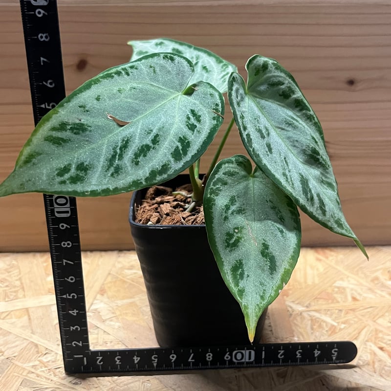 アンスリウム シルバークローム | GREEN LUCK