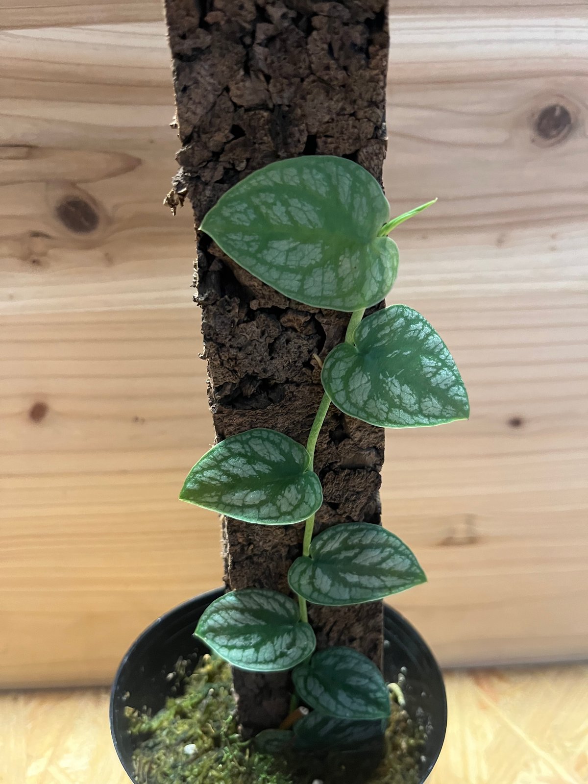 モンステラ デュビア | GREEN LUCK