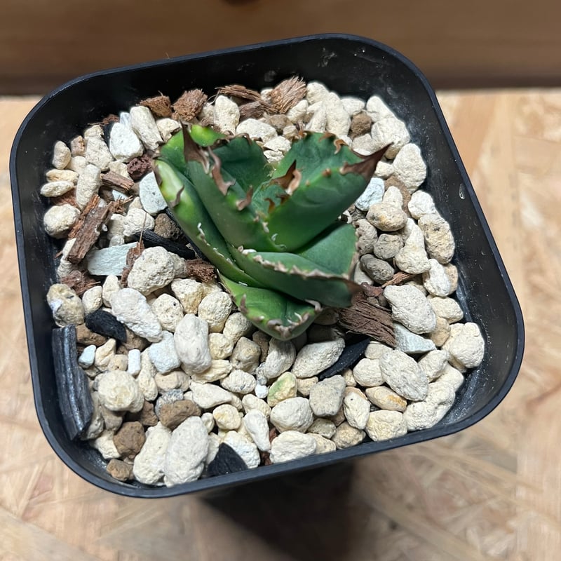 アガベ チタノタ クラウン | GREEN LUCK