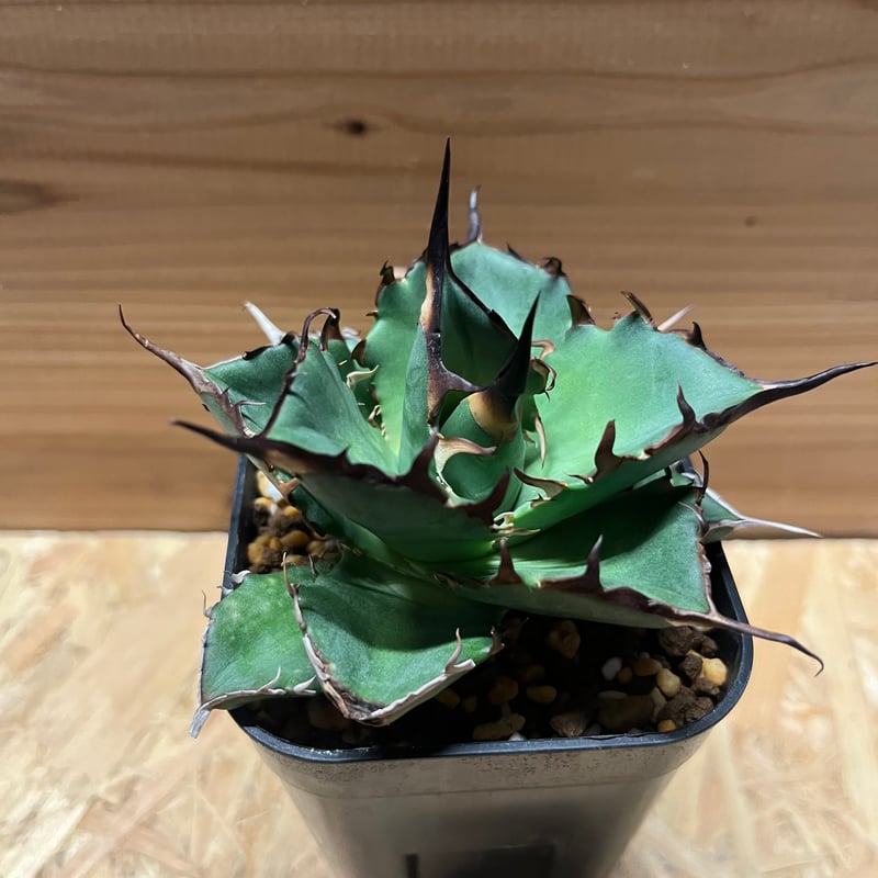 アガベ チタノタ ハデス 黒帝斯 恐龍牙歯 | GREEN LUCK