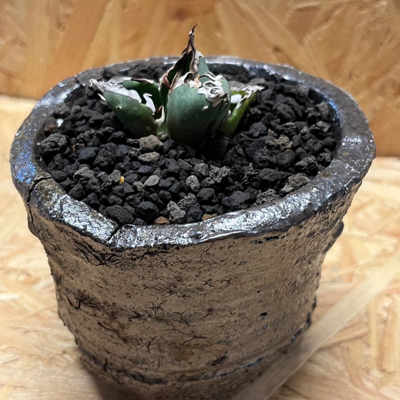アガベ チタノタ 金鯨×伝市鉢 穴窯 | GREEN LUCK