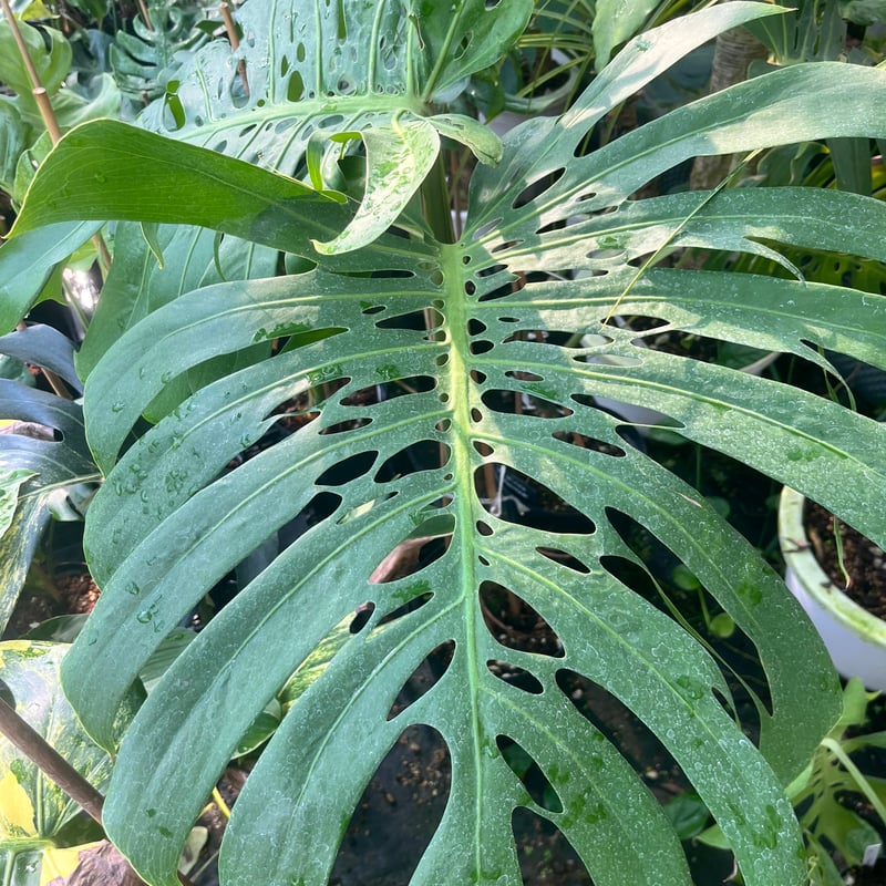 モンステラデリシオーサマクロコズム大型葉希少系統鉢植え高さ114