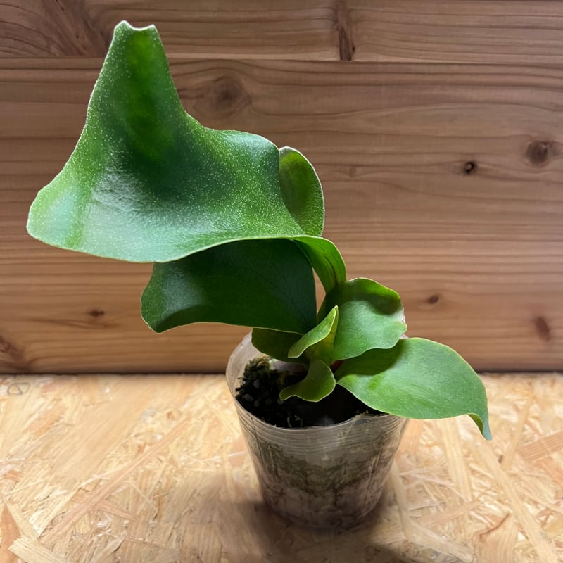 ビカクシダ ヒリー ドラゴン | GREEN LUCK