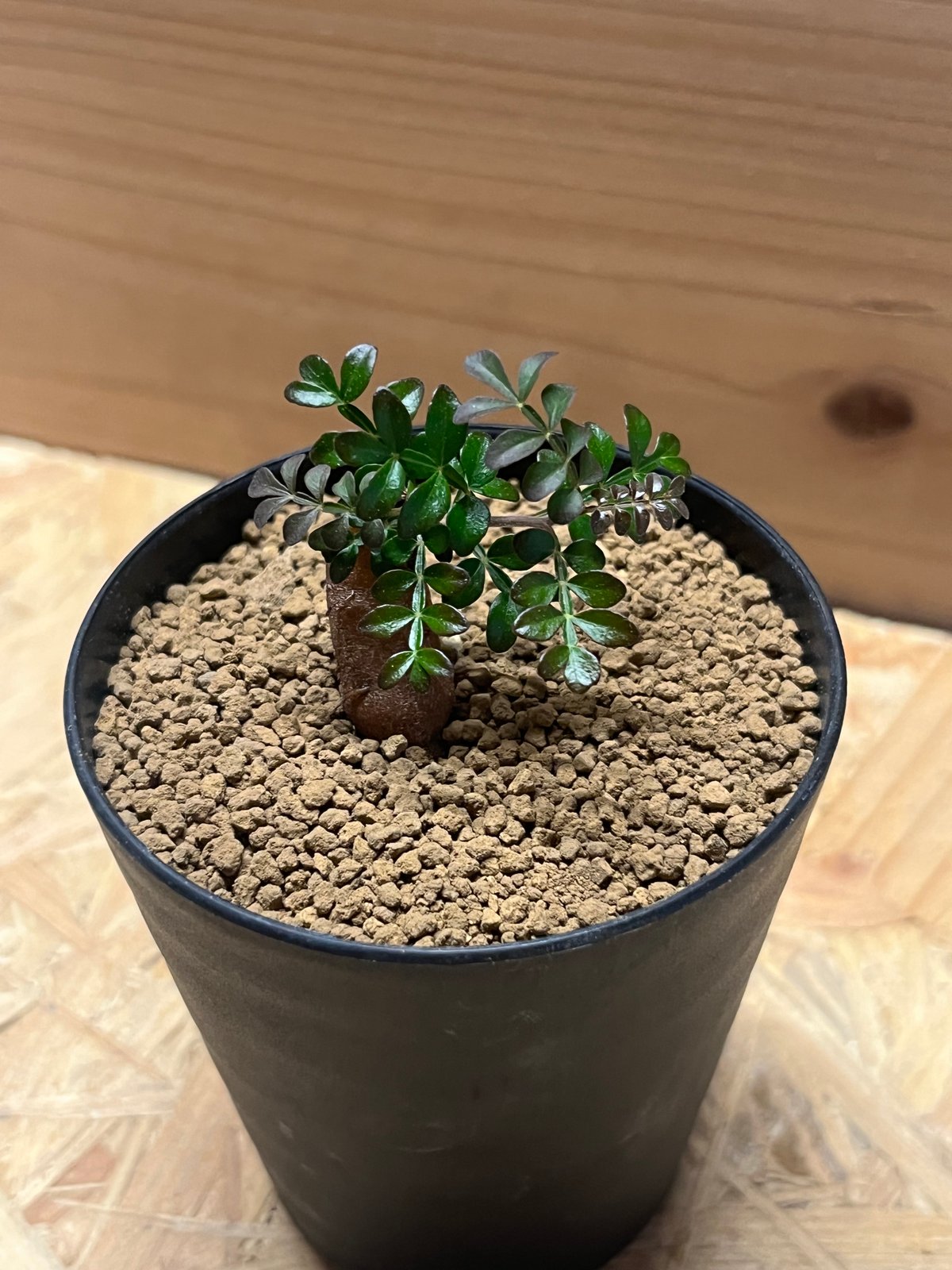 オペルクリカリア パキプス 根差し | GREEN LUCK