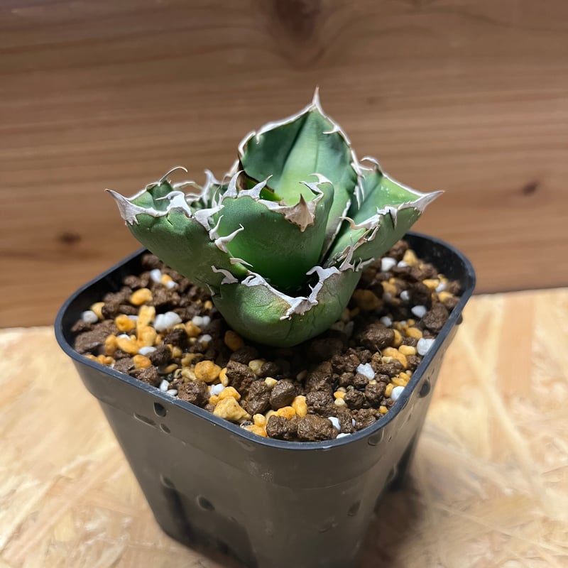 アガベ チタノタ COK aka CG01 | GREEN LUCK