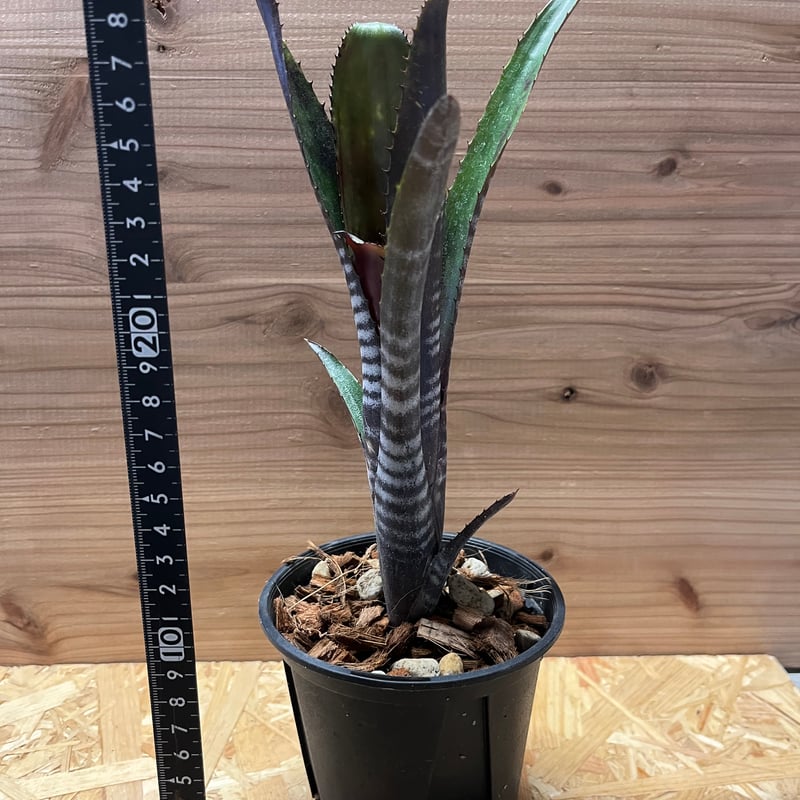 ビルベルギア ダースベイダー | GREEN LUCK