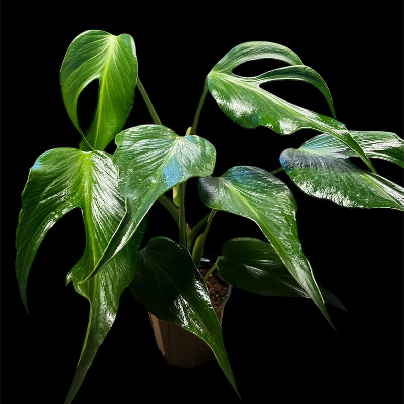 モンステラ バールマルクスフレーム | GREEN LUCK