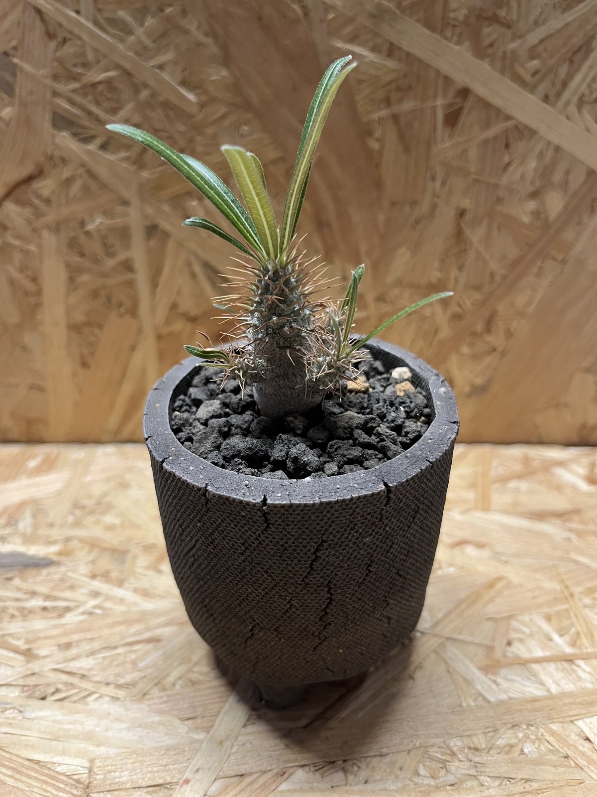 パキポディウム グラキリス 実生 | GREEN LUCK