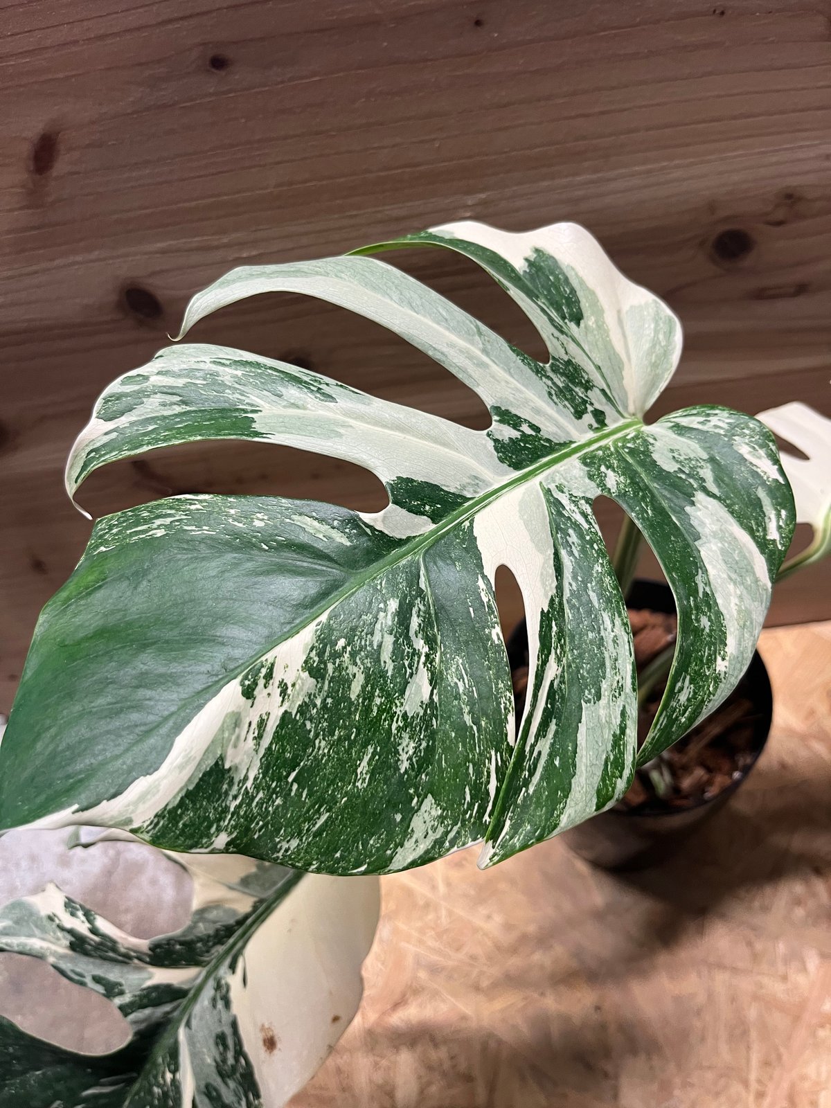 斑入りモンステラ ボルシギアナ ホワイトタイガー | GREEN LUCK