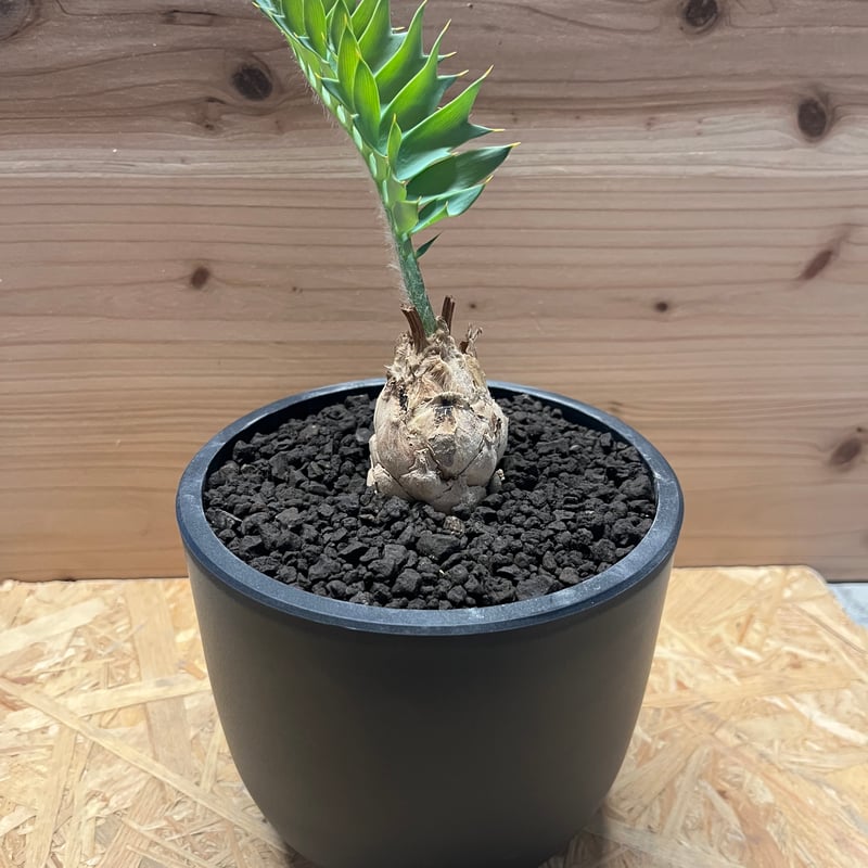 エンセファラルトス ホリダス | GREEN LUCK