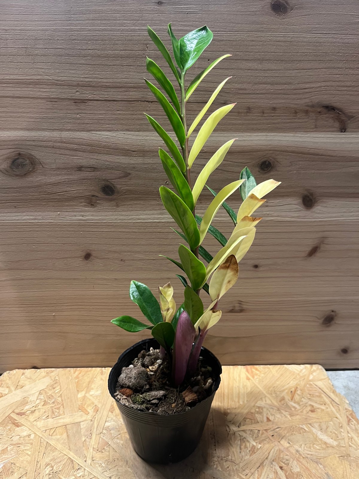 ザミオクルカス ザミフォーリア 斑入り | GREEN LUCK