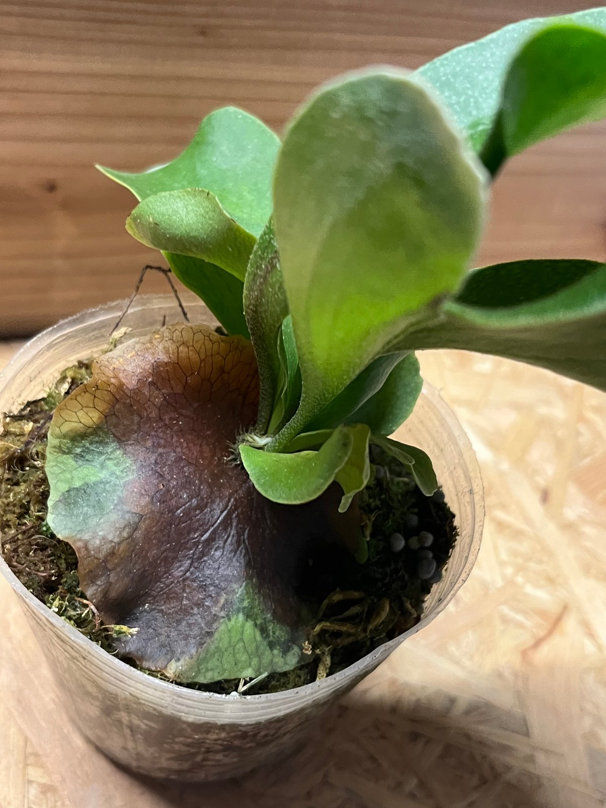 ビカクシダ ヒリー ドラゴン | GREEN LUCK