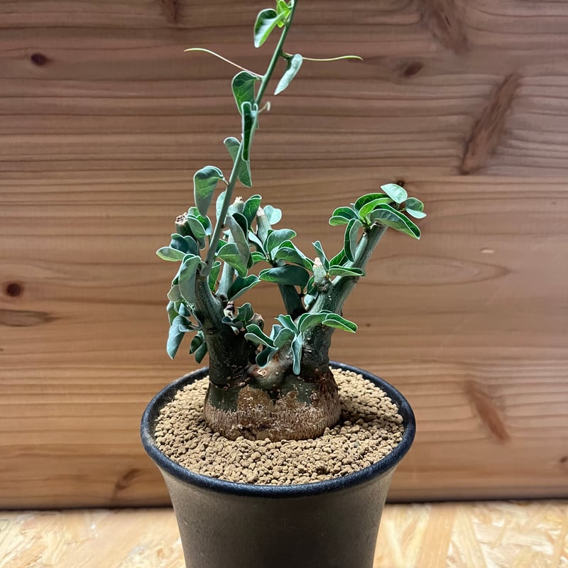 アデニア スピノーサ | GREEN LUCK