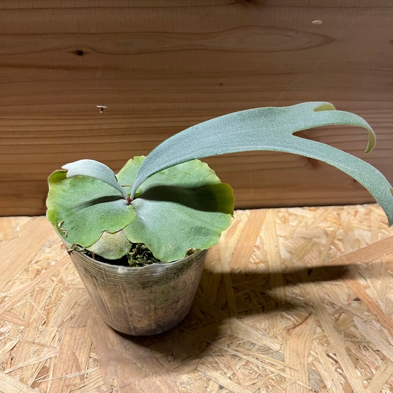 ビカクシダ ウィリンキー×ベイチー | GREEN LUCK