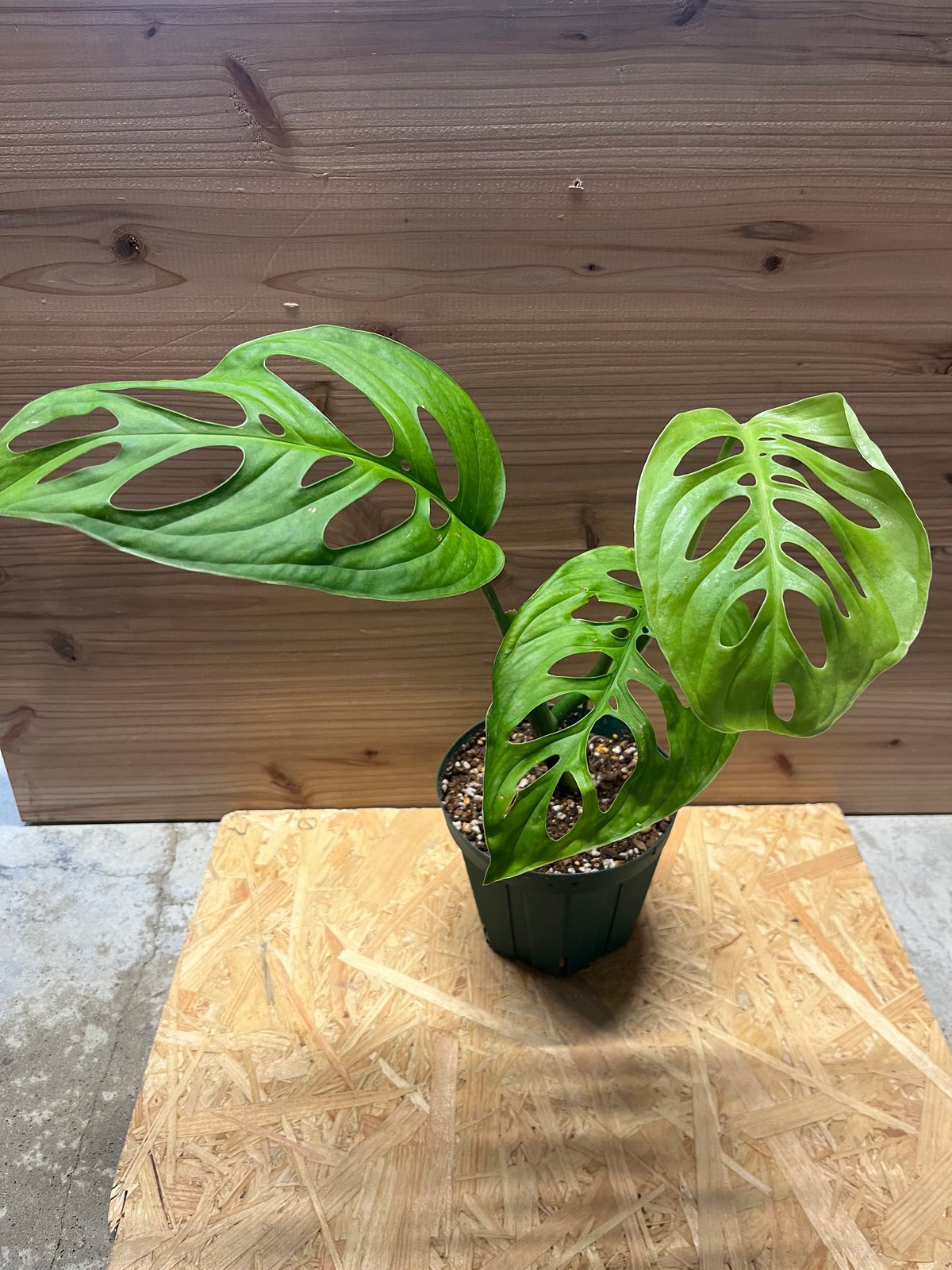 モンステラ エスケレート | GREEN LUCK