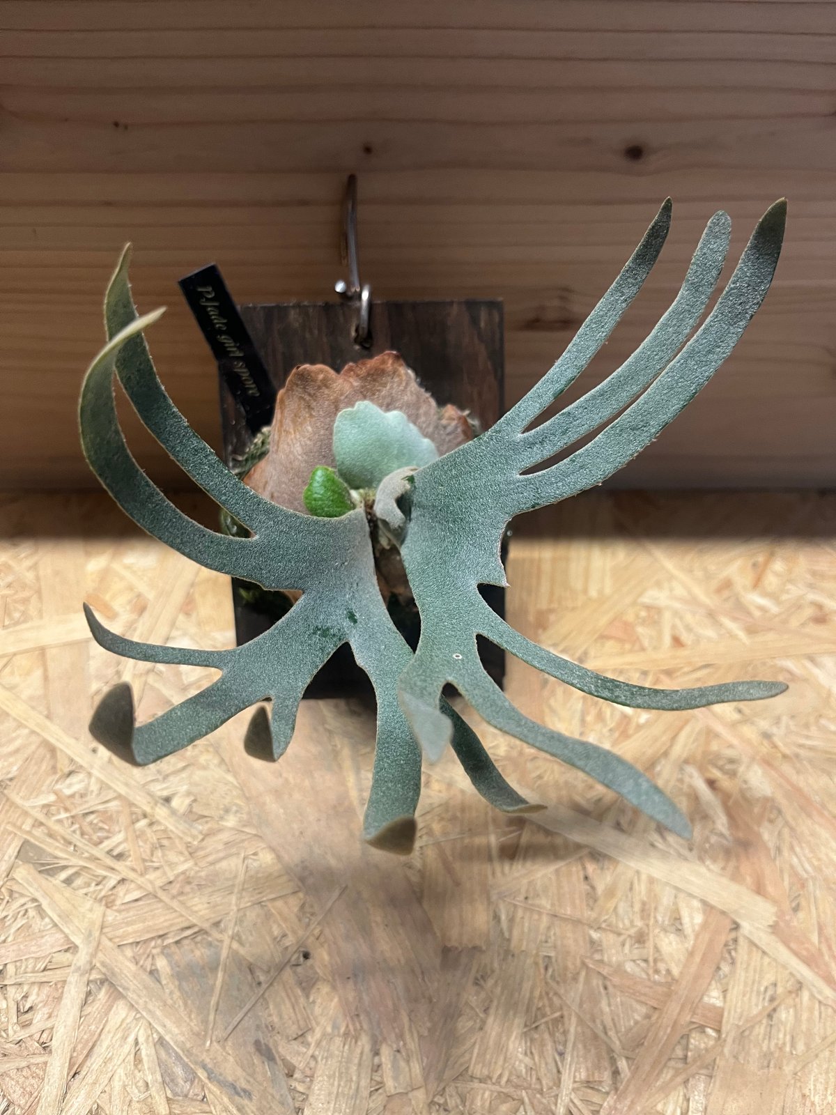 ビカクシダ ウィリンキー ジェイドガール スポア | GREEN LUCK