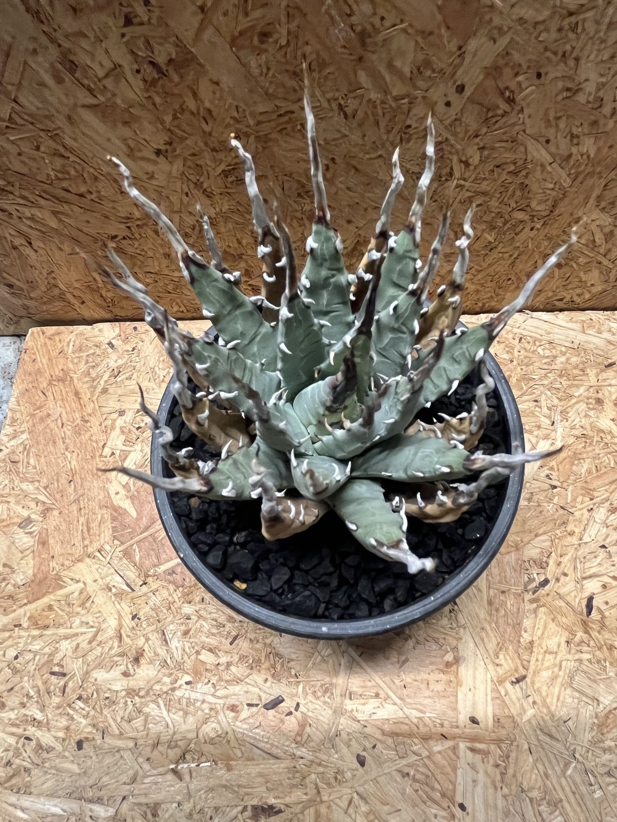 アガべ ユタエンシス エボリスピナ 陽炎 | GREEN LUCK