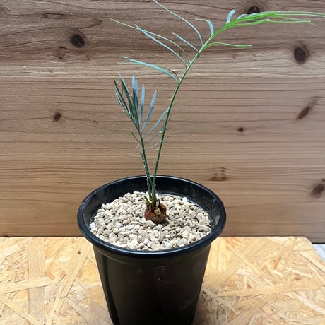 サイカスカイルンシアナ | STORES