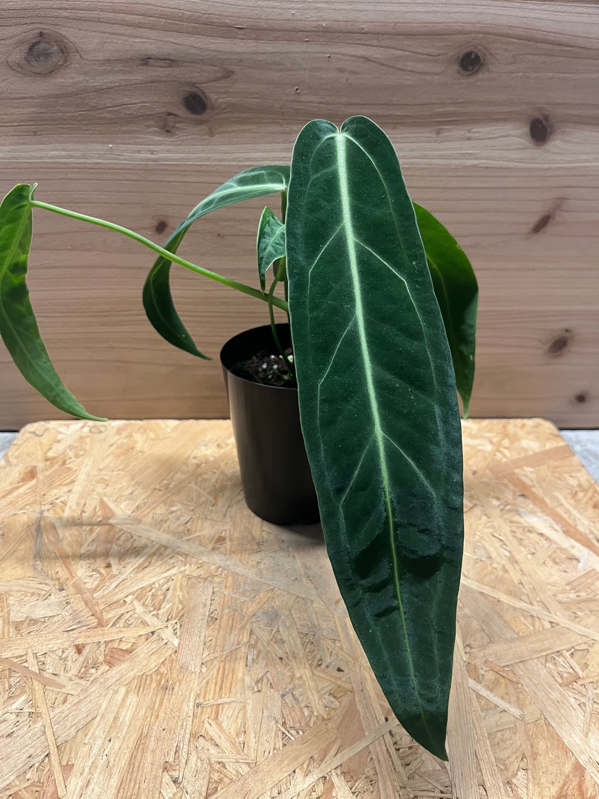 アンスリウム ワロクアナム | GREEN LUCK