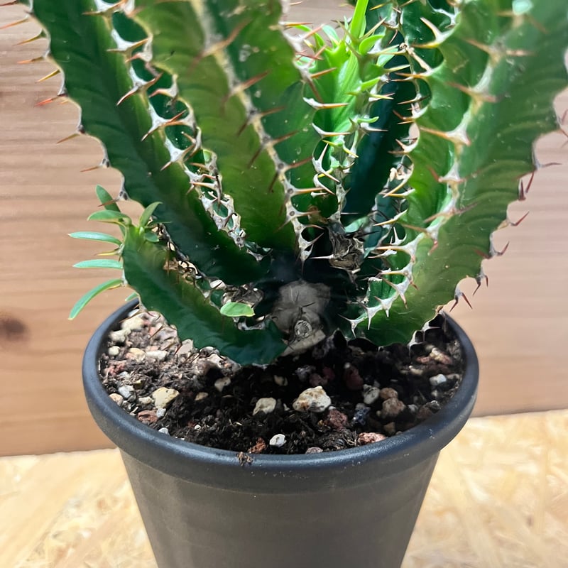 ユーフォルビア ムランジーナ | GREEN LUCK