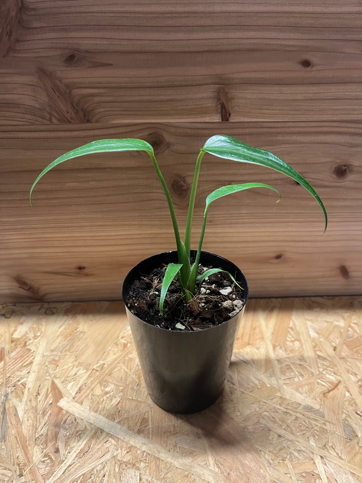 モンステラ ディラセラータ バールマルクスフレーム | GREEN LUCK