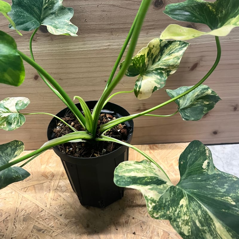 フィロデンドロン セローム 斑入り | GREEN LUCK