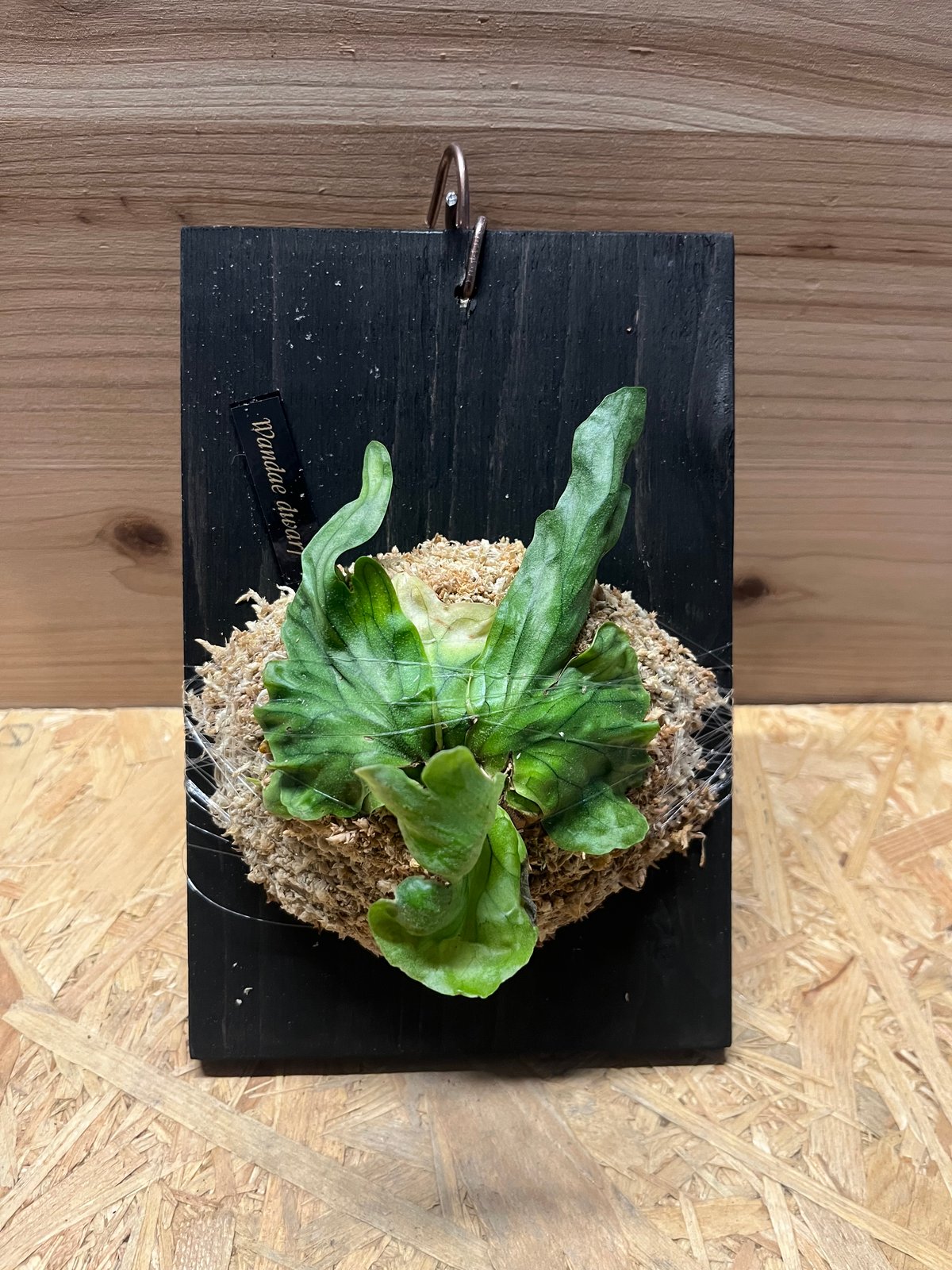 ビカクシダ ワンダエドワーフ | GREEN LUCK