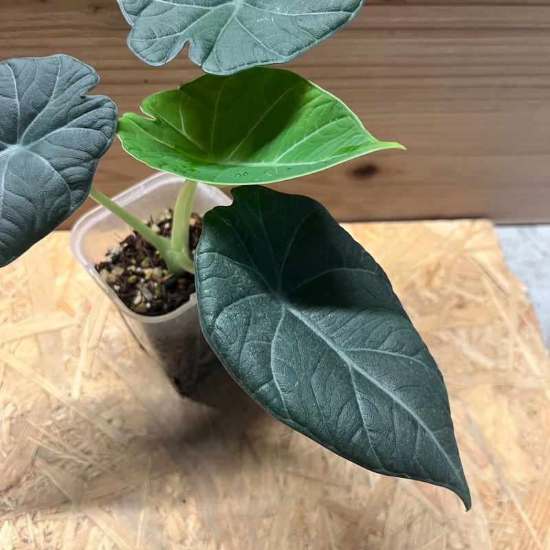アロカシア マハラニ | GREEN LUCK