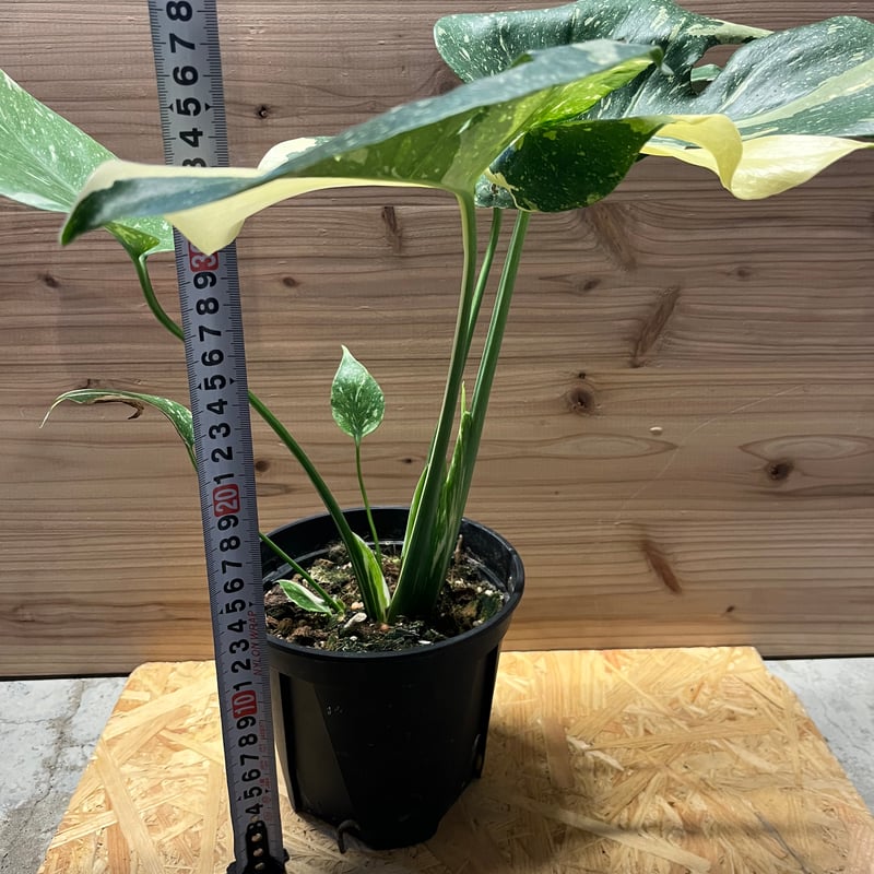 斑入りモンステラ イエローモンスター | GREEN LUCK