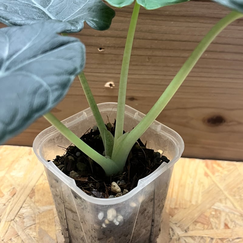 アロカシア マハラニ | GREEN LUCK