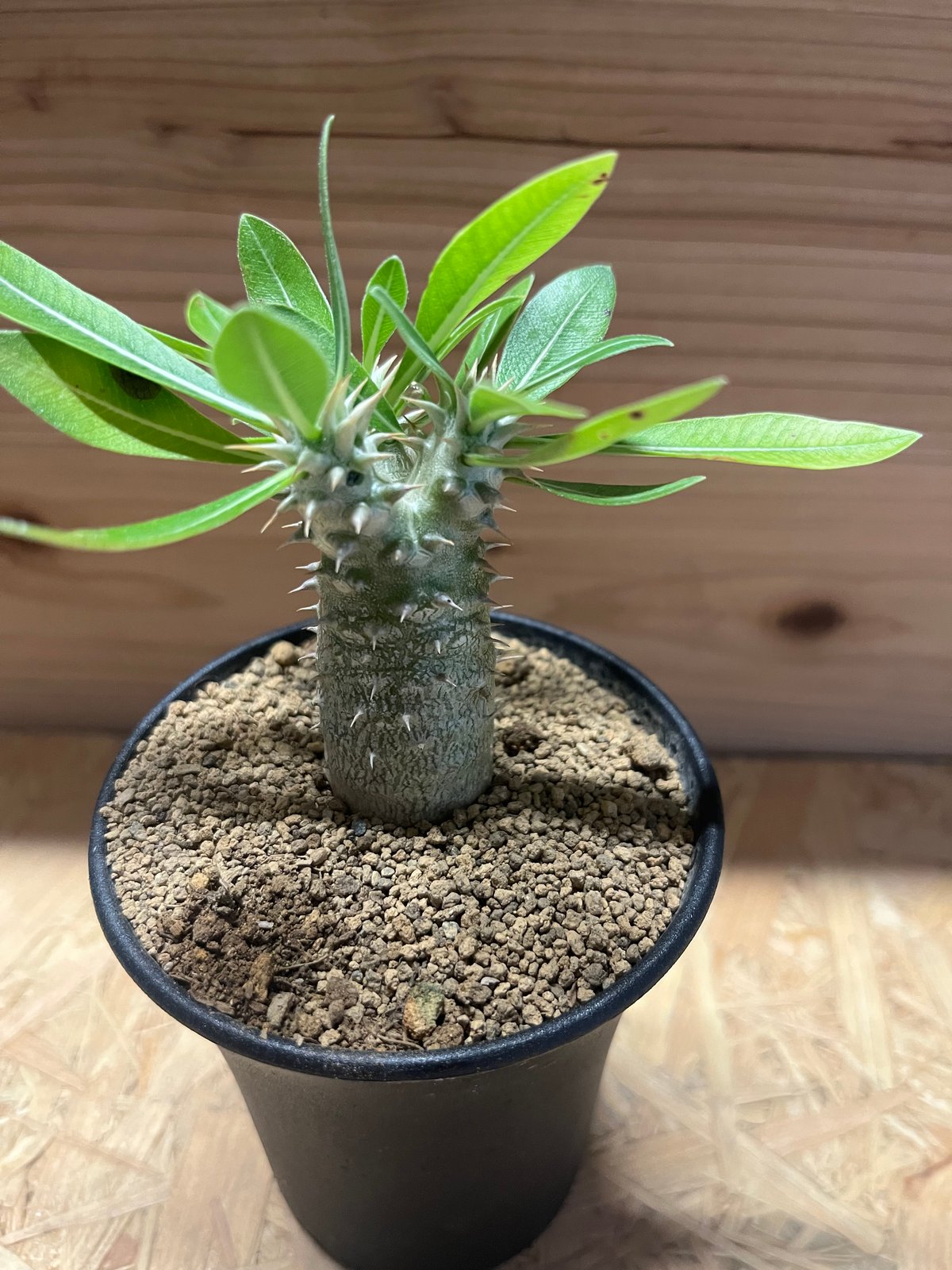 パキポディウム 伊藤ハイブリッド | GREEN LUCK