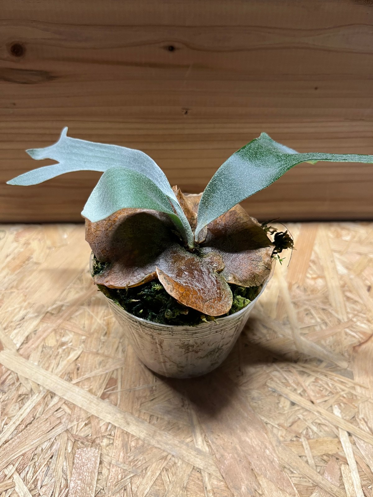 ビカクシダ E-1 白ビフ sp.White | GREEN LUCK