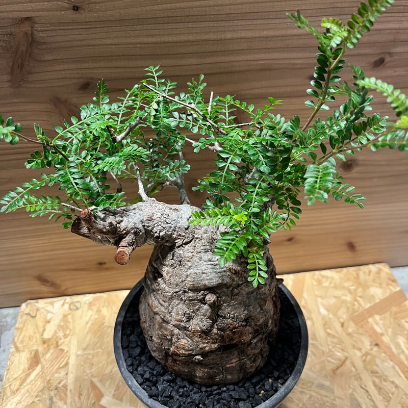 オペルクリカリア パキプス 現地株 発根済み | GREEN LUCK