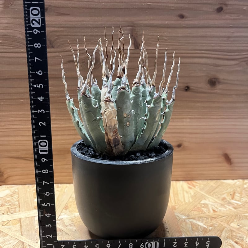 アガベ ユタエンシス エボリスピナ 陽炎 発根済み | GREEN LUCK