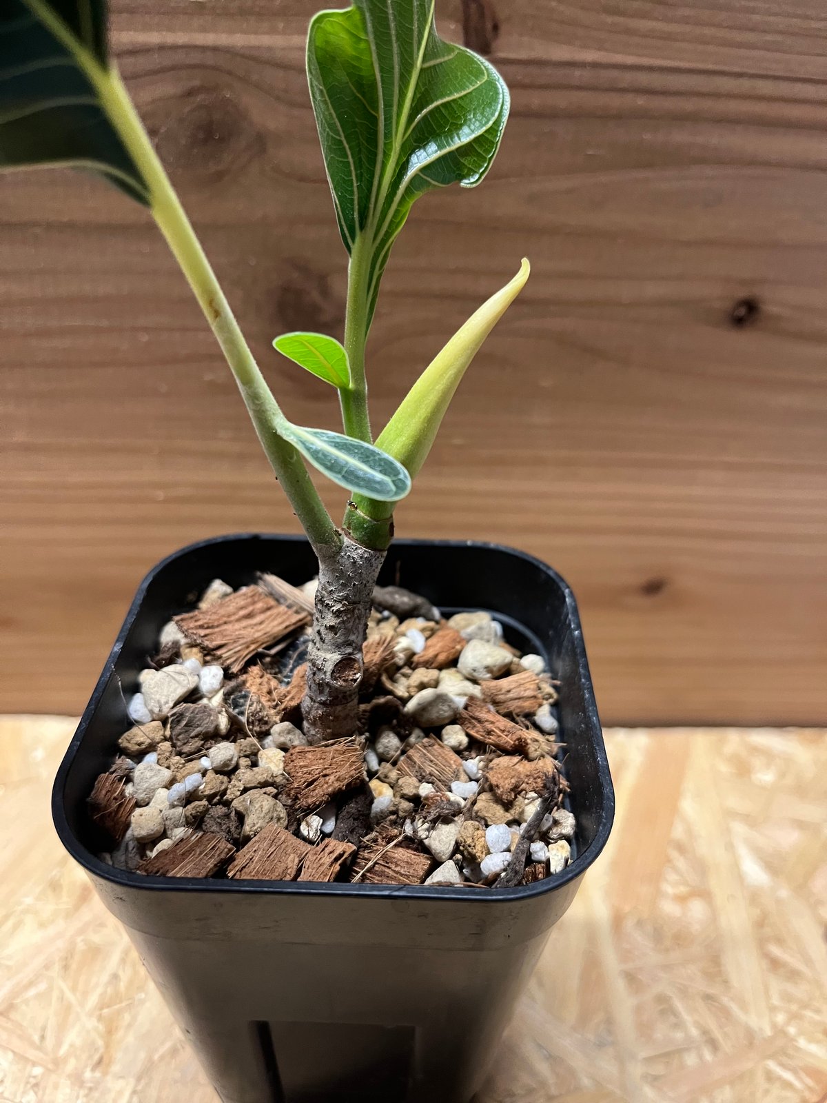 フィカス クリシュナボダイジュ | GREEN LUCK