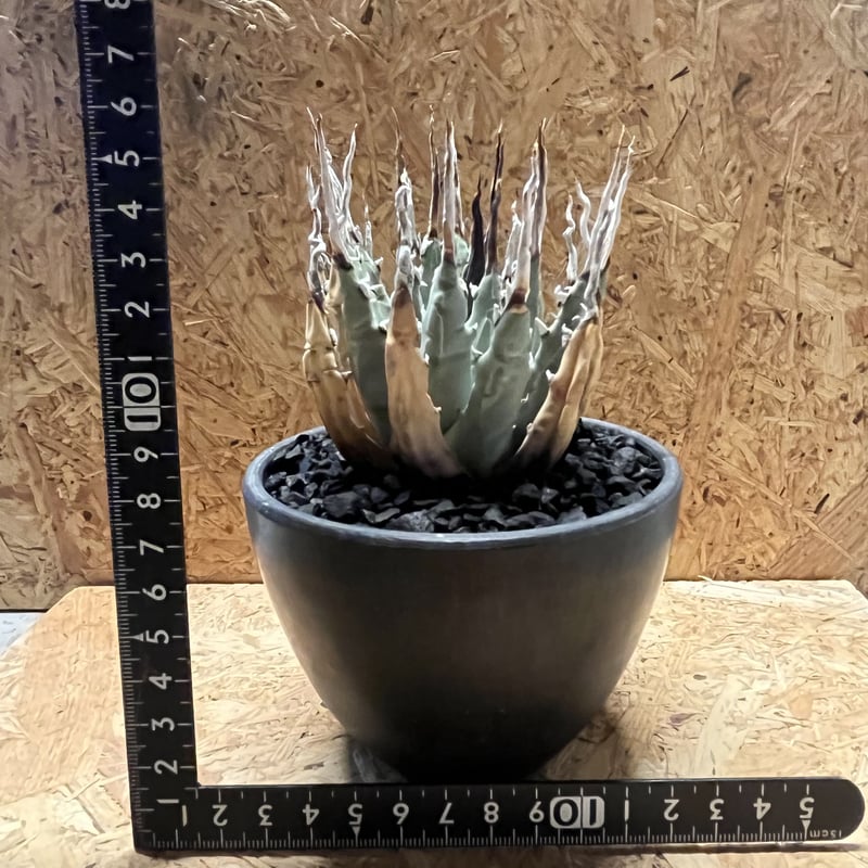 アガべ ユタエンシス エボリスピナ 陽炎 | GREEN LUCK