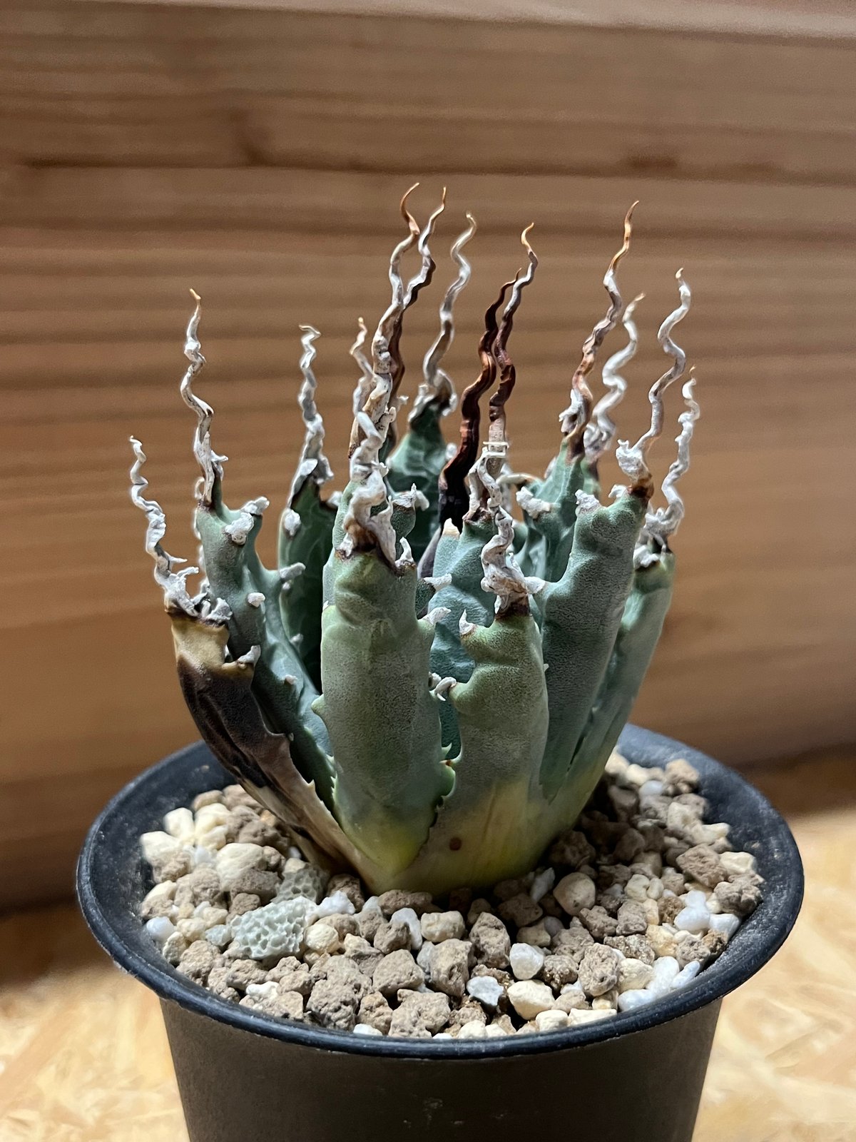 アガベ ユタエンシス エボリスピナ 陽炎 未発根 | GREEN LUCK