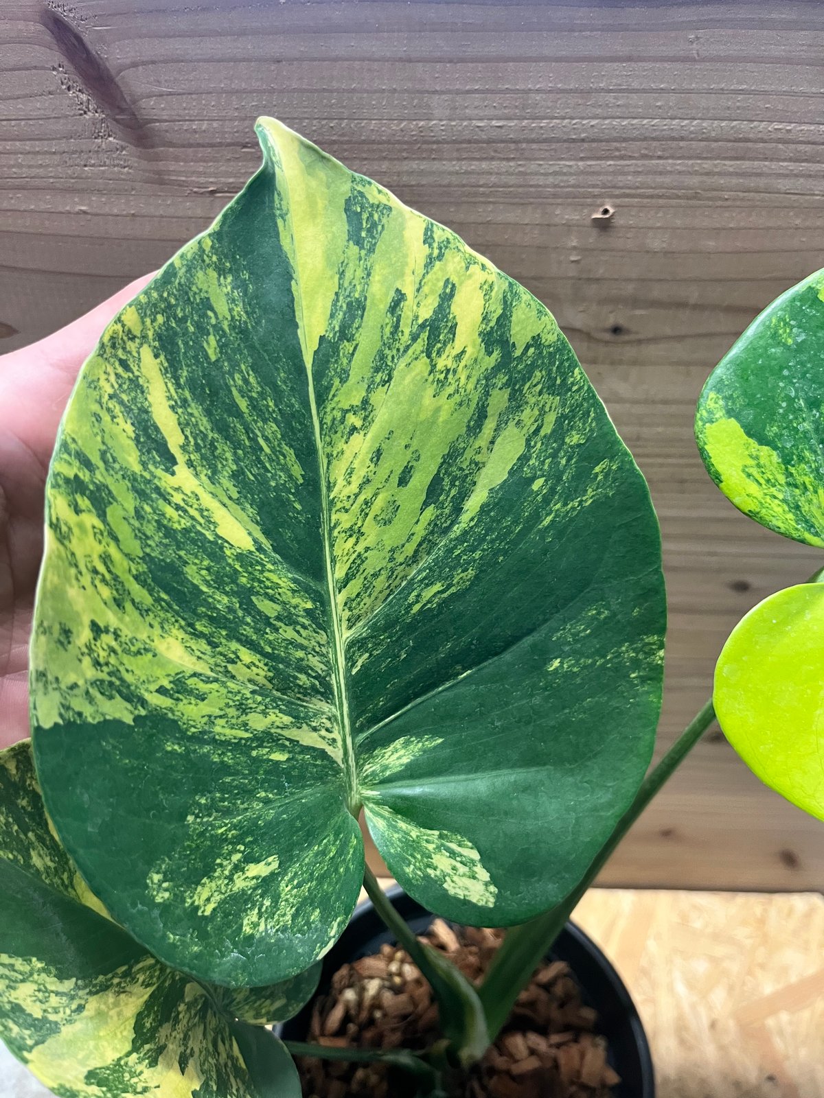 モンステラ デリシオーサ 'ポンポン' | GREEN LUCK