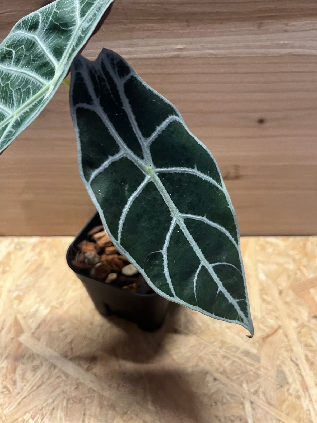 アロカシア ワトソニア ライトニング | GREEN LUCK