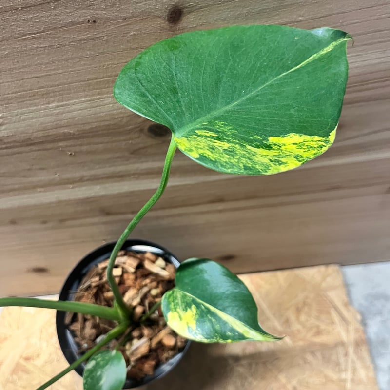 モンステラ デリシオーサ 'イエローマリリン' | GREEN LUCK
