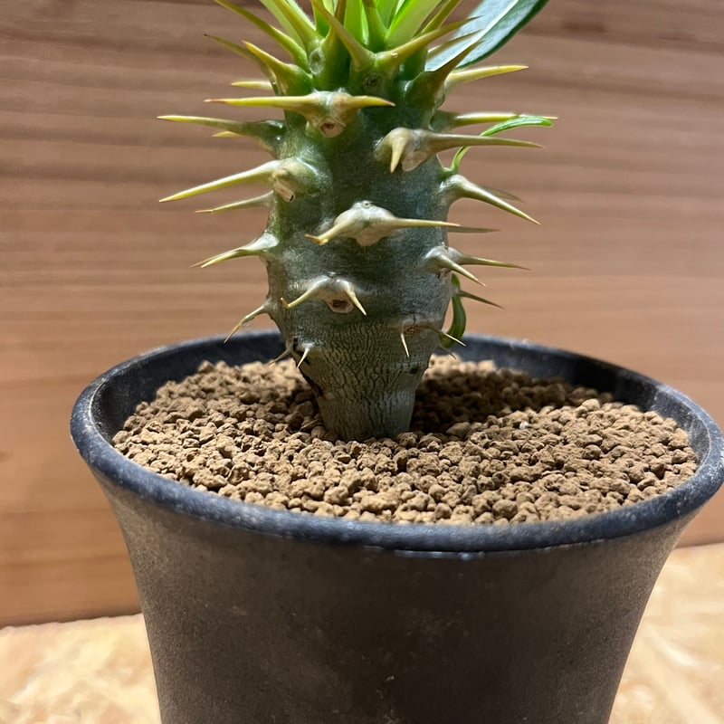 パキポディウム アンボンゲンセ | GREEN LUCK