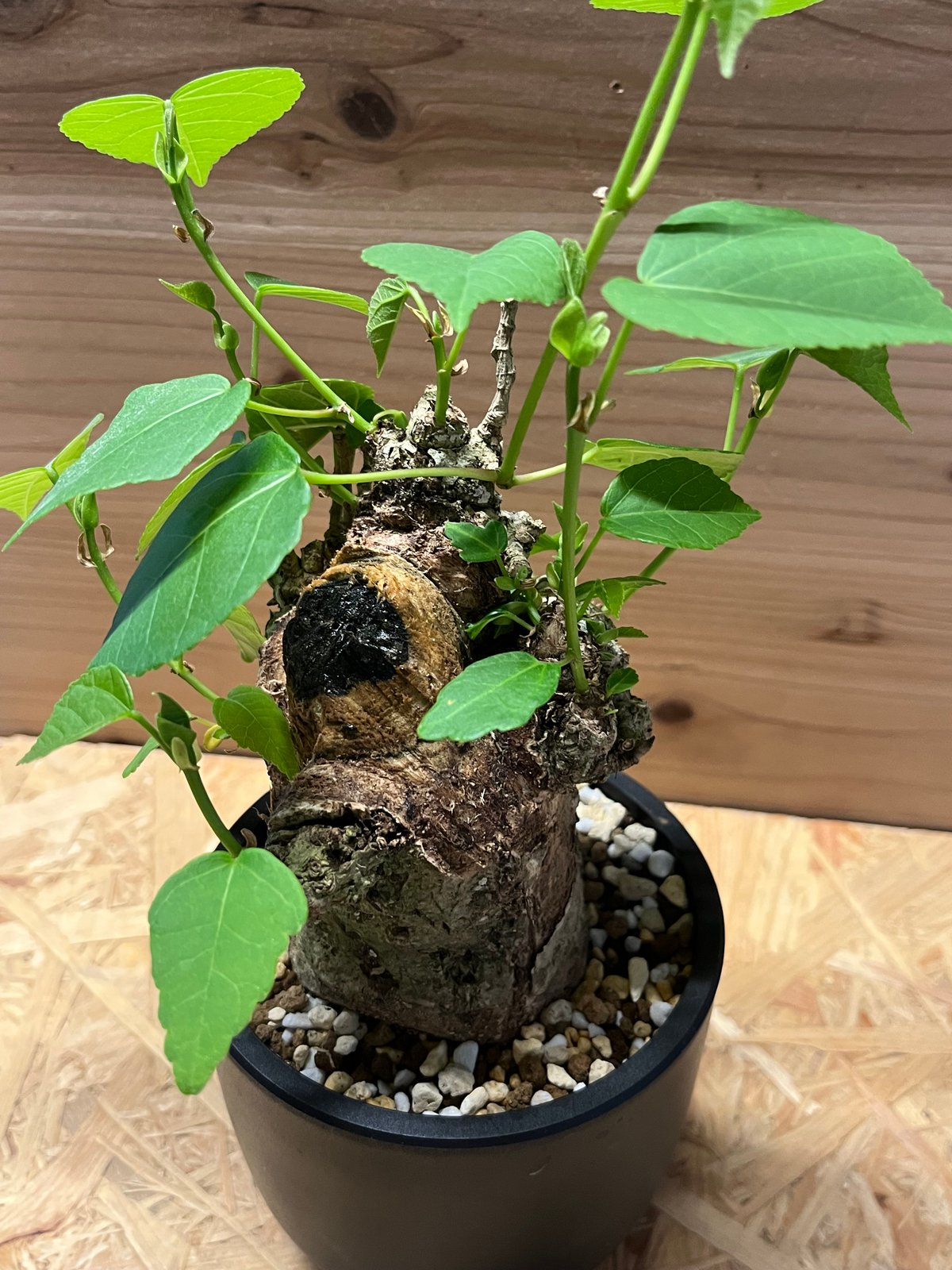 オオハマボウ （ユウナ） | GREEN LUCK