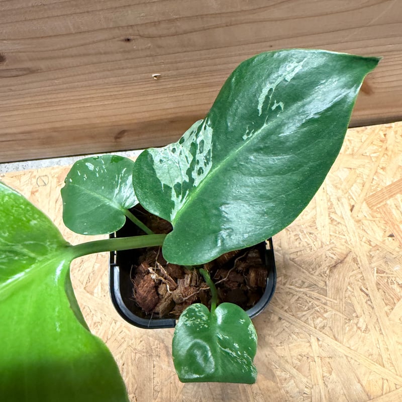 モンステラ デリシオーサ 'バルバソー' | GREEN LUCK