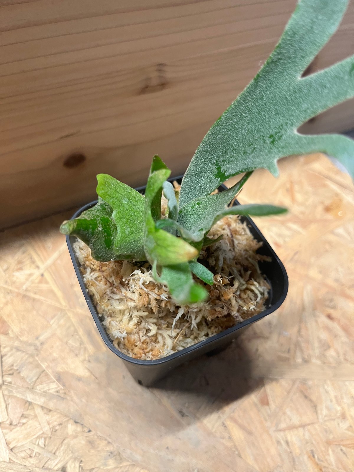 ビカクシダ ウィリンキー 'ジュエル' | GREEN LUCK