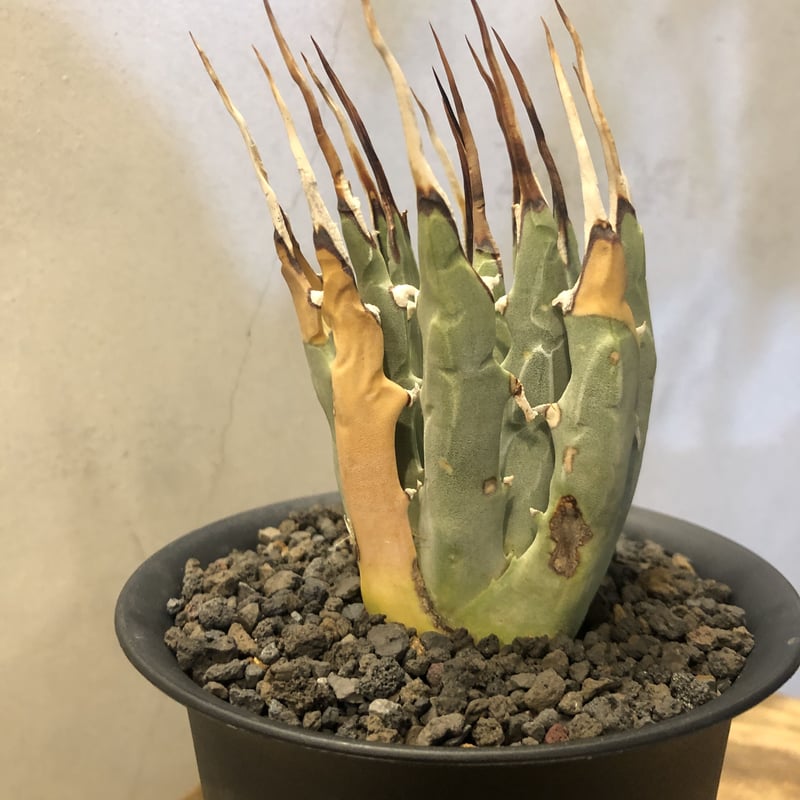 アガベ ユタエンシス エボリスピナ 陽炎 | GREEN LUCK