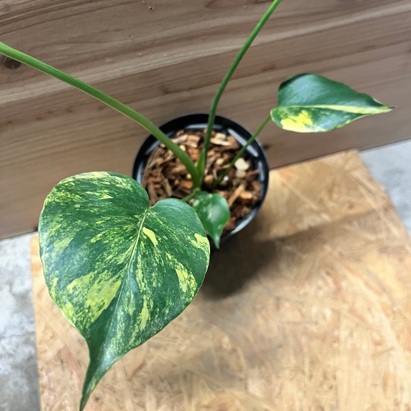 モンステラ デリシオーサ 'イエローマリリン' | GREEN LUCK